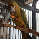 Red Fronted Hen Macaw for sale