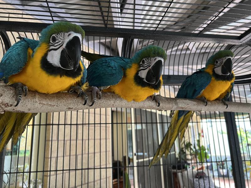 Hand raised Blue and Gold Macaws babies for sale
