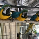 Hand raised Blue and Gold Macaws babies for sale