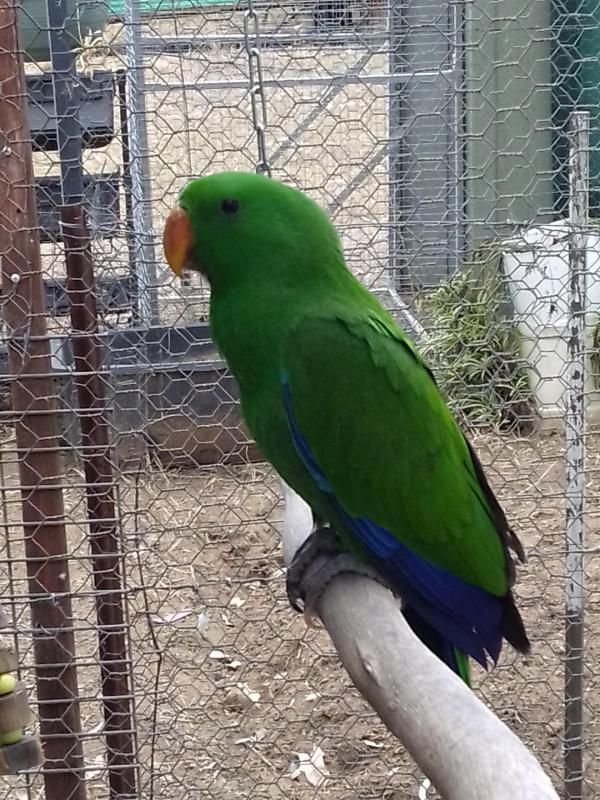 Eclectus Parrot