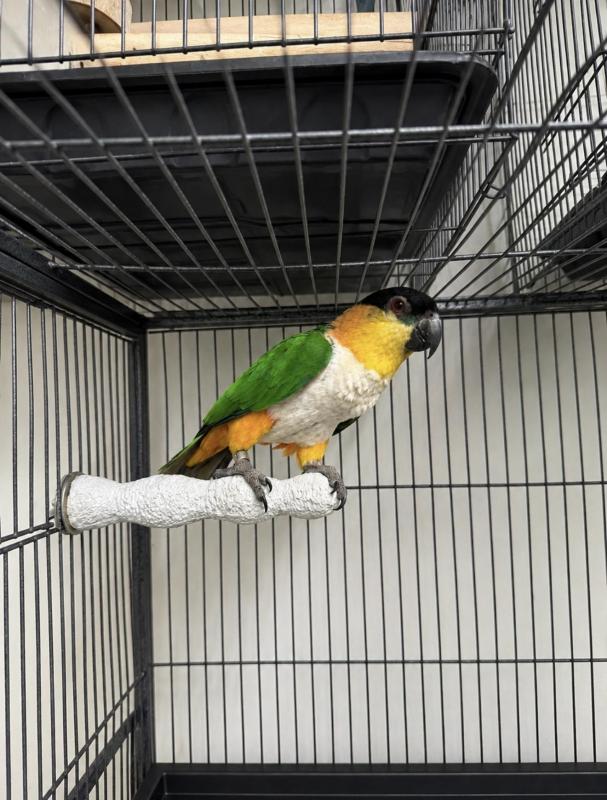 Female black headed caique 5 years old