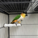 Female black headed caique 5 years old aviary bird !