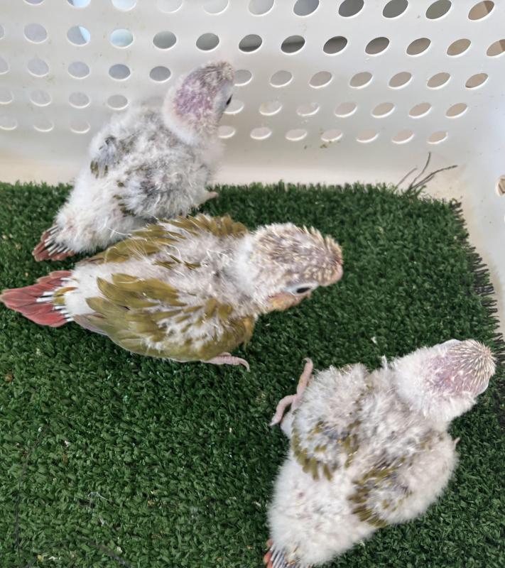 Hand raised high red front pineapple conures
