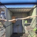 Downs Bird Breeders association Bird sale