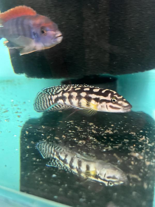 FS: tangs