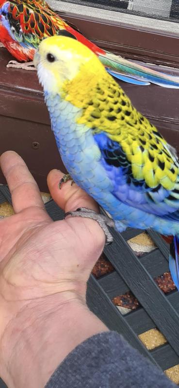 Paleheaded rosella