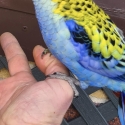 Paleheaded rosella