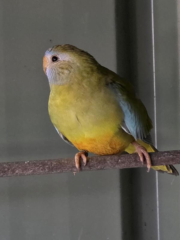 Scarlet Chested Cinnamon HEN