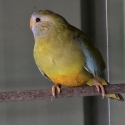 Scarlet Chested Cinnamon HEN