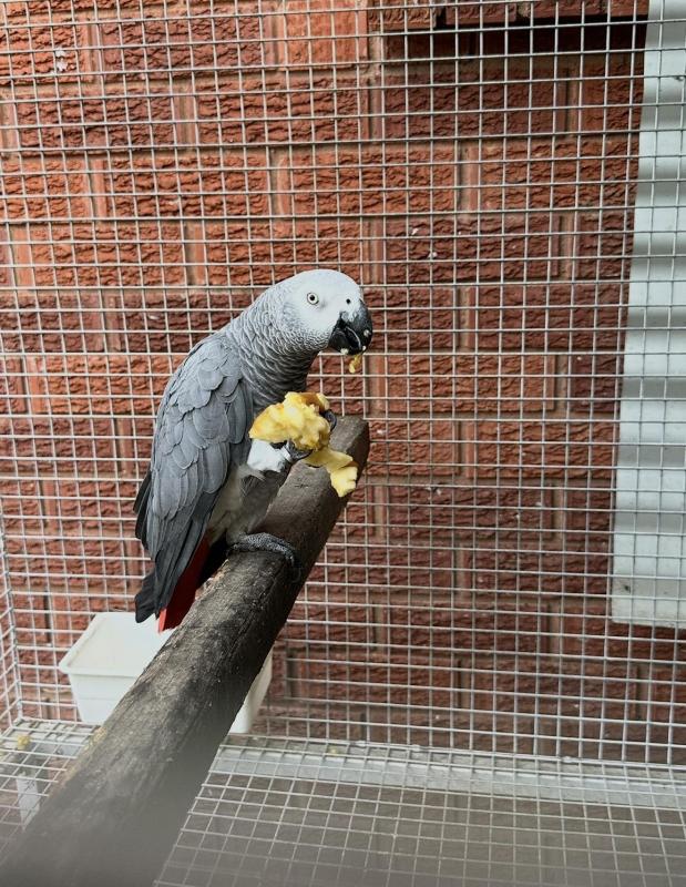 Grey parrot