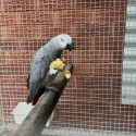 Grey parrot