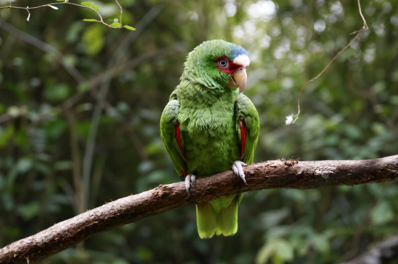 White-fronted Amazon (Amazona albifrons)
