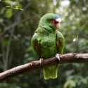 White-fronted Amazon (Amazona albifrons)