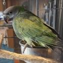 Derbyan parrot