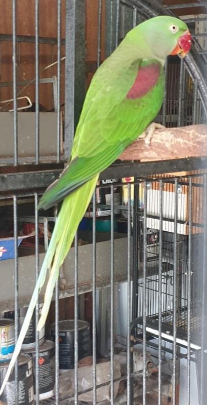 Alexandrine parrot