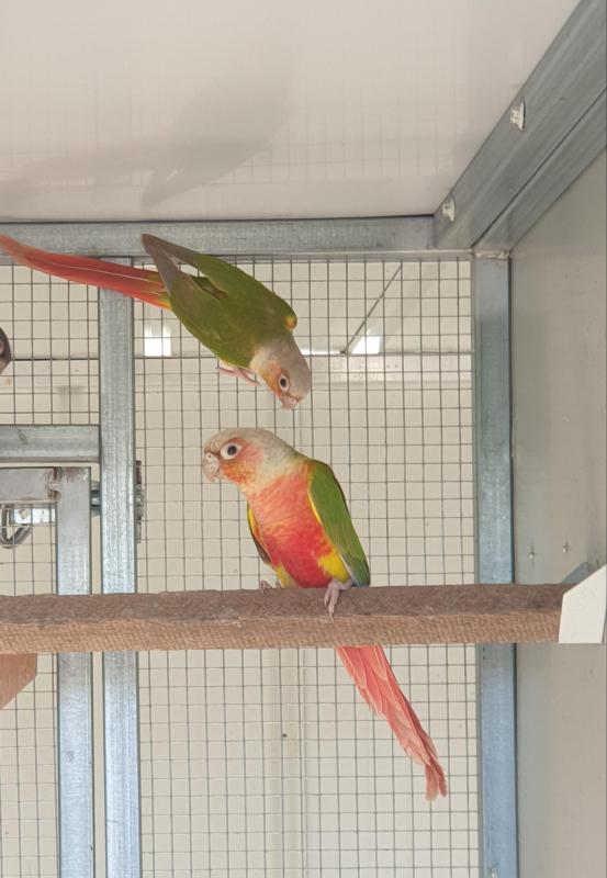 Green Cheeks For Sale