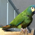Illiger Macaw Hens