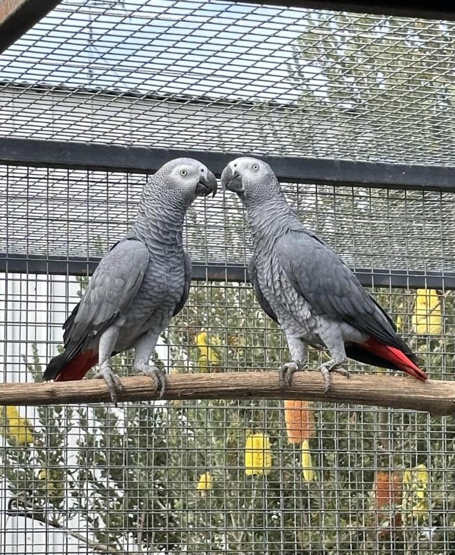 2024 African Grey Pair