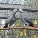 2024 African Grey Pair