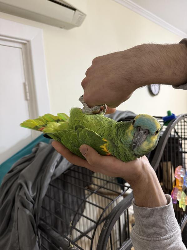 Hand raised blue fronted Amazon