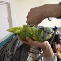 Hand raised blue fronted Amazon