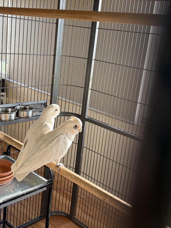 Corellas
