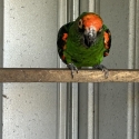 JARDINE BLACK WING COCK