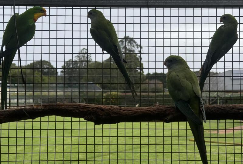Superb Parrots