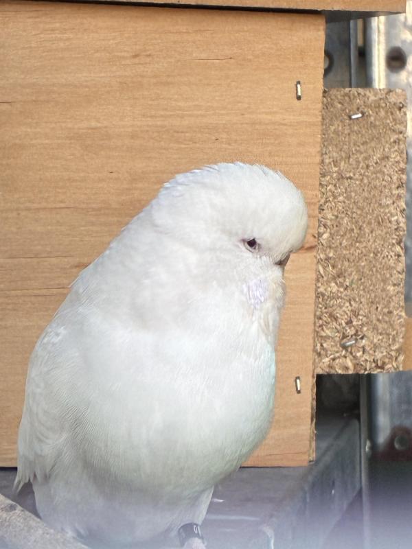 Budgies
