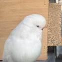 Budgies