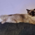 Purebred Ragdoll  male and female 1.5 years old