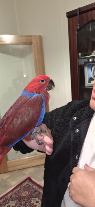 Ecky and male blue front amazon