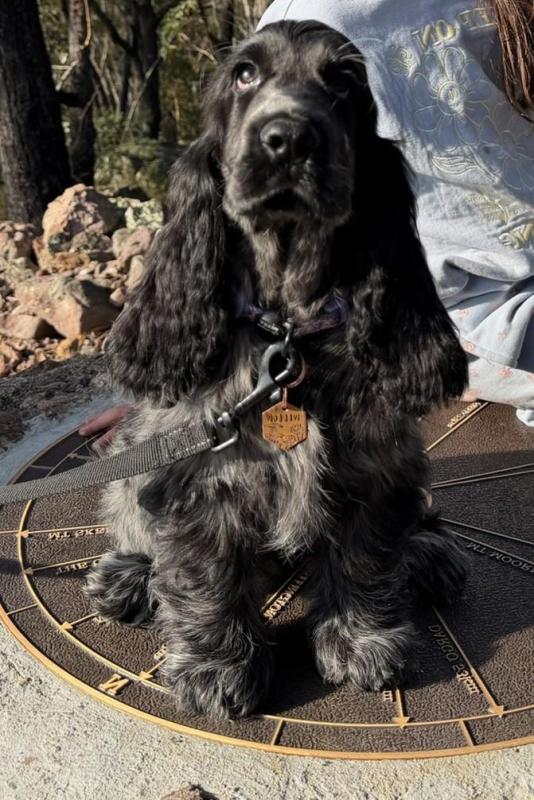 English cocker spaniel female