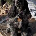 English cocker spaniel female