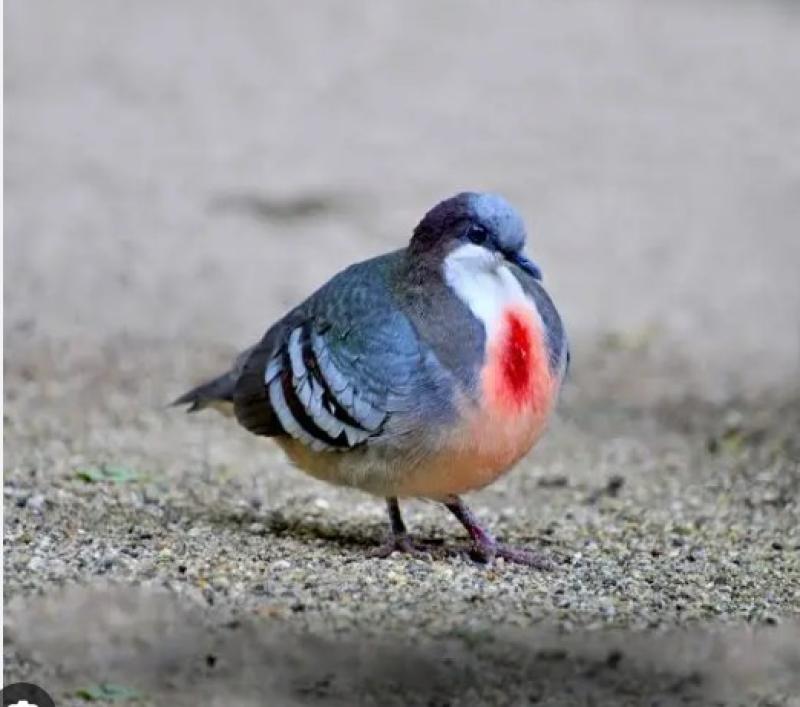 Wanted Bleeding heart doves