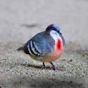 Wanted Bleeding heart doves