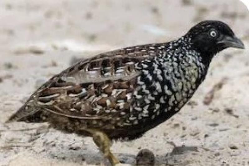 Black breasted Quail