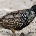 Black breasted Quail