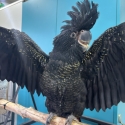 Hand Raised Red Tail Black Cockatoo