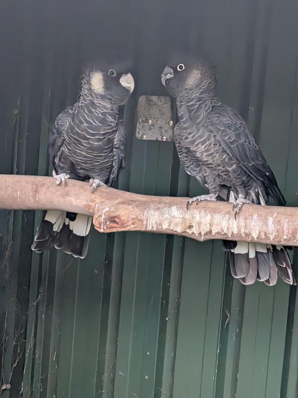 White tails black cockatoos breeding pair