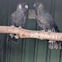 White tails black cockatoos breeding pair