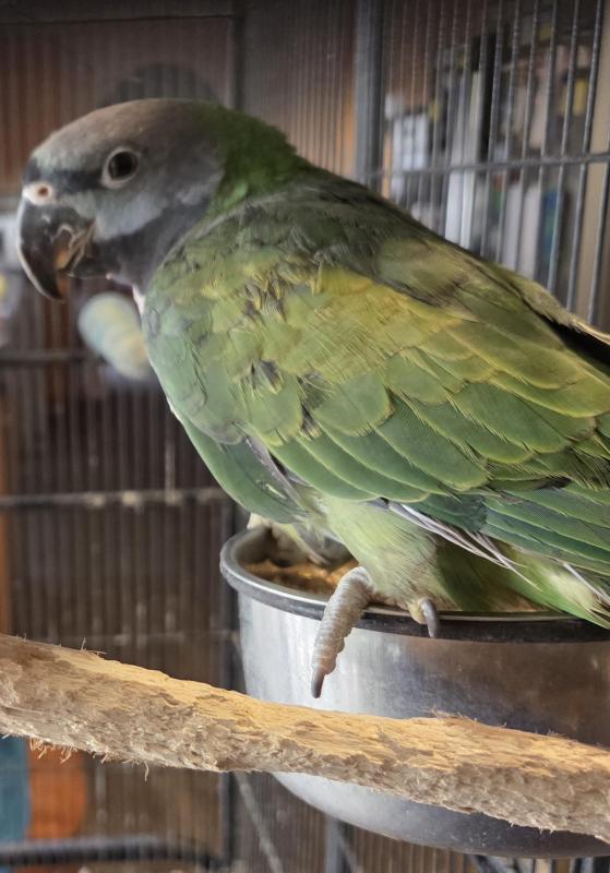 Derbyan parrot