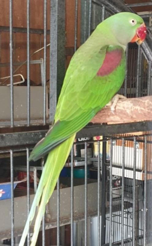 Alexandrine parrot