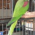 Alexandrine parrot
