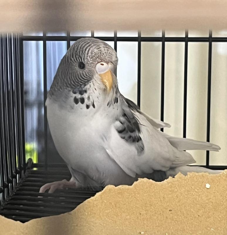 2x young budgies