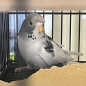 2x young budgies