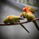 Red-fronted Macaw (Ara rubrogenys)