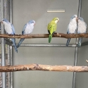 QUAKER MUTATIONS