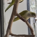 QUAKER MUTATIONS