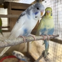 FS: BUDGIES-YOUNG-